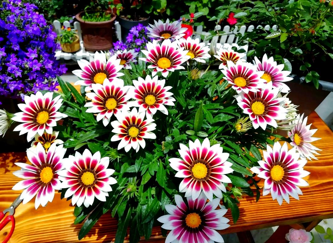 Gazanias are very popular flowers to grow indoors.